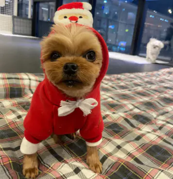 Pet Sports Christmas Day