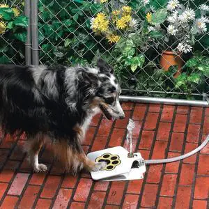 Outdoor Dog Pet Water