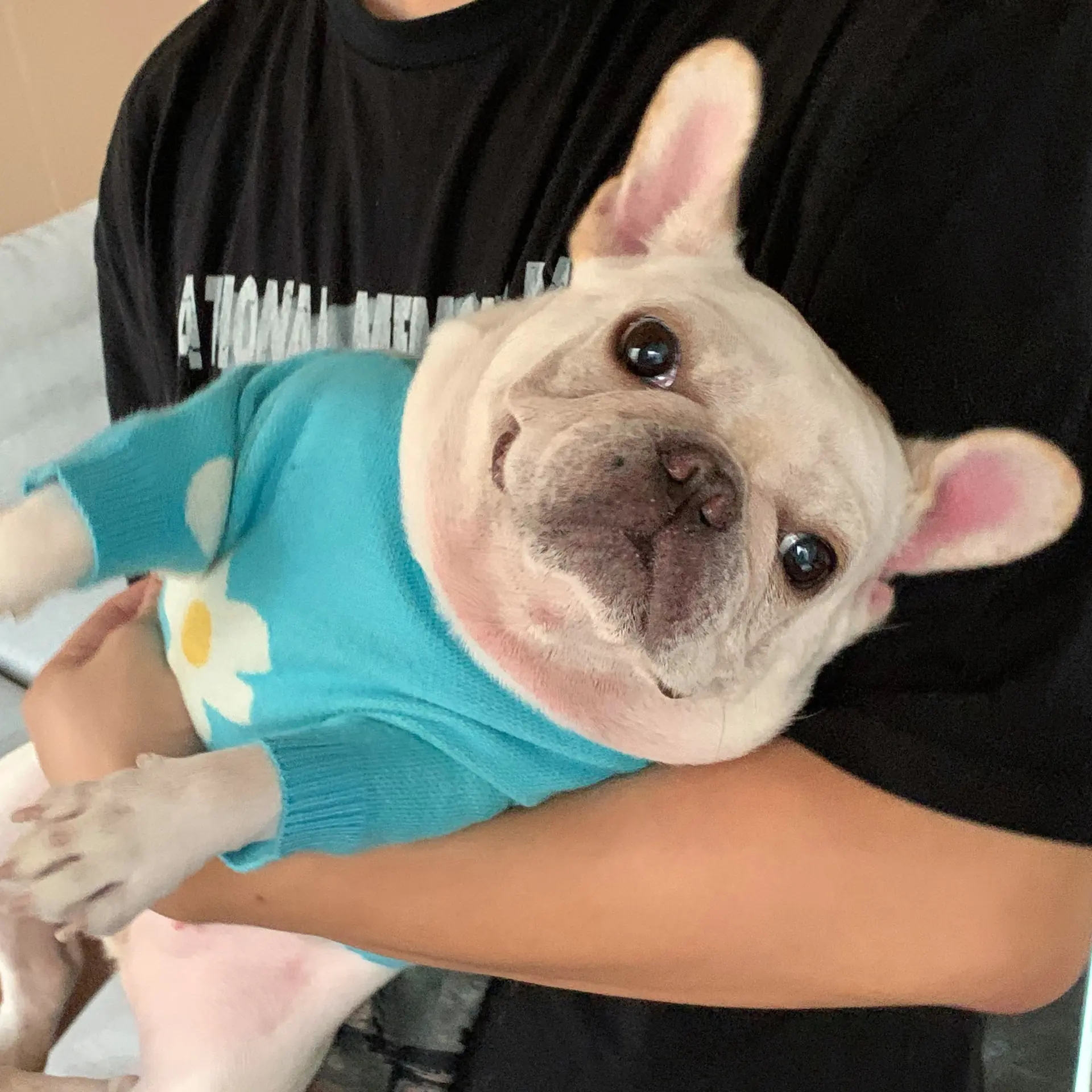 Pet Dogs Cats