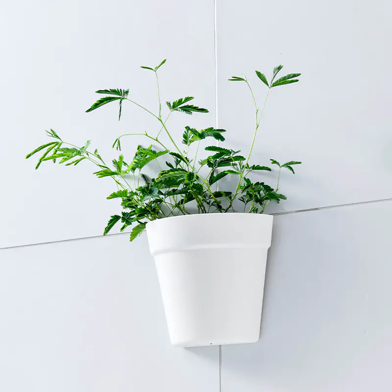 Wall Hydroponic Pot